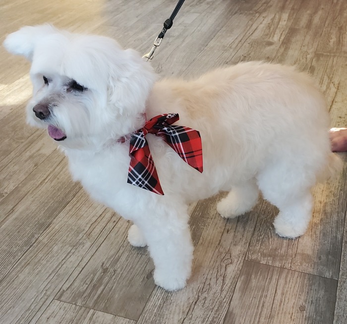 Clinique d'Esthétique Animale Isabelle dog grooming listing photo